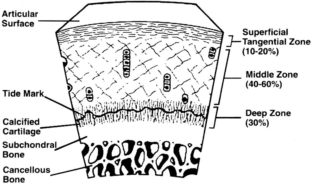 Articular Cartilage Basic Science Orthobullets